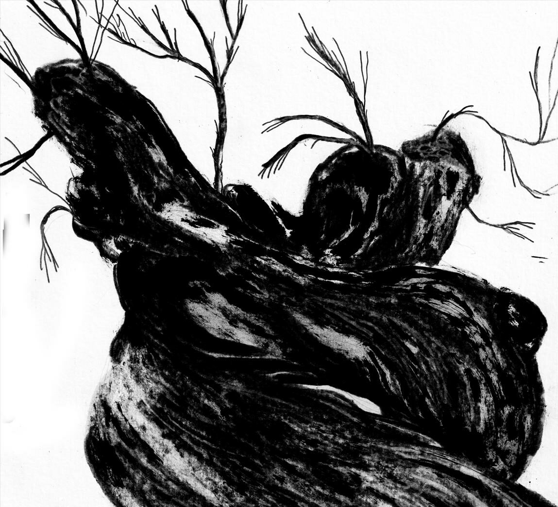 non-c’e-pace-tra-gli-ulivi.-il-glifosato-da-medicina-a-veleno